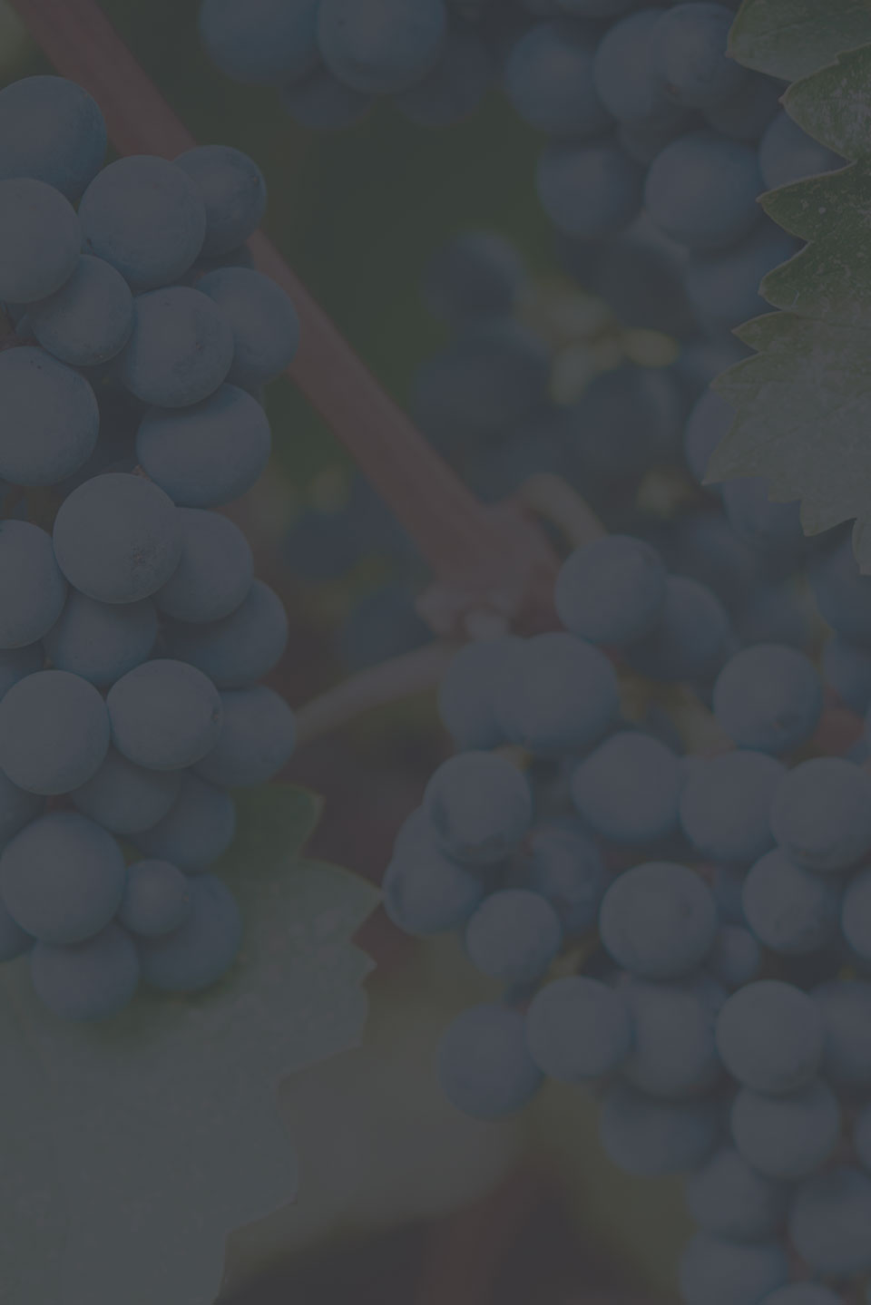 Preload Vineyards image